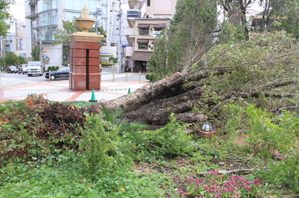 直击:强台风袭击日本关东 已造成数十人死亡失