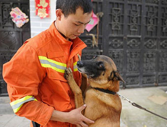 图说中国:云南鲁甸震区的"英雄搜救犬"