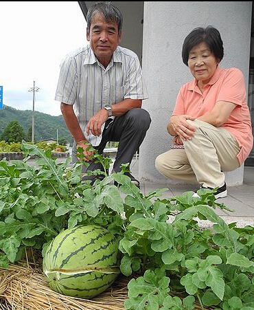 日本出现坚强瓜 一年前的西瓜种子在地缝里发