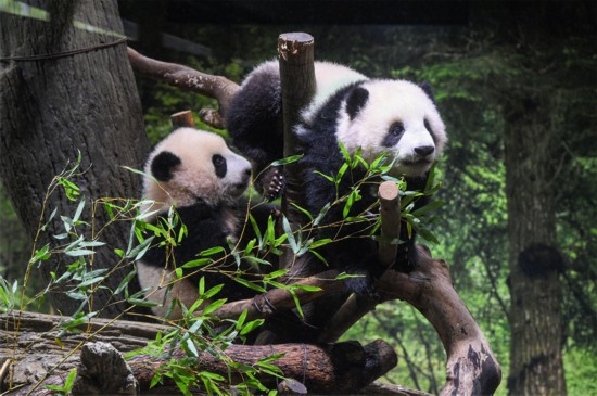 上野动物园双胞胎大熊猫首次公开亮相 萌态可掬惹人喜爱
