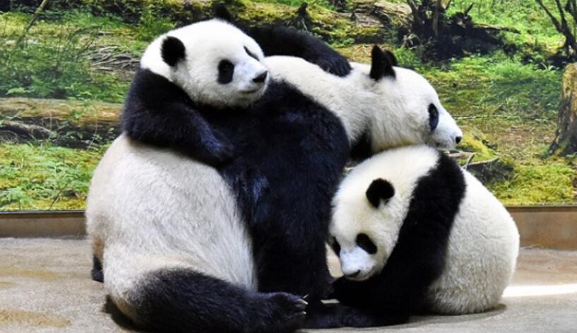 上野动物园的双胞胎大熊猫即将满一周岁 性格出现差异