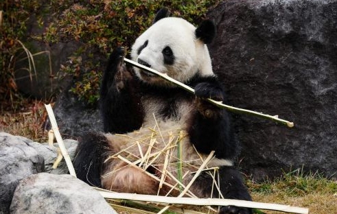 大熊猫“晓晓”和“蕾蕾”将从日本回国