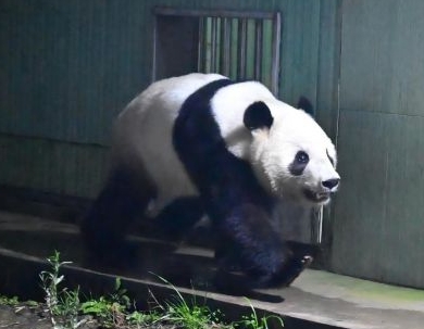 旅日大熊猫“晓晓”“蕾蕾”回到家乡四川
