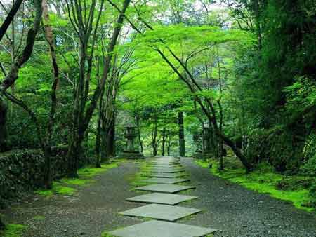 京都的竹林寺庙:寻找记忆中的一休哥