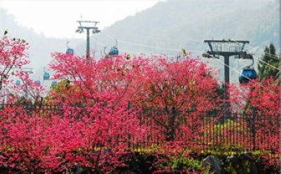 台湾日月潭九族樱花季。图片来源：台湾“中广新闻网”