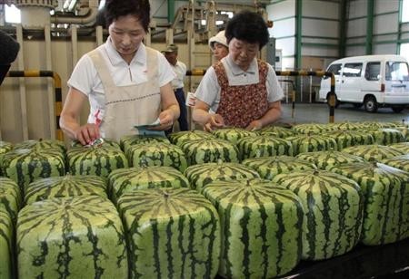 日本香川县特产方形西瓜开始出货